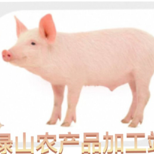 海东青海高原土仔猪 活畜直供 海东乐都发货 新鲜优质