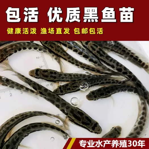 黑鱼苗活体淡水小鱼苗养殖黑鱼苗乌鱼苗财鱼苗乌鳢生鱼苗路亚凶猛