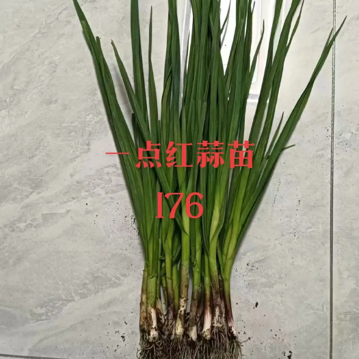 曲靖蒜苗