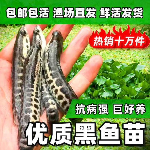 建湖县黑鱼苗乌鱼淡水养殖生鱼活体乌鳢财鱼斑鱼特大好养凶猛冷水观赏鱼