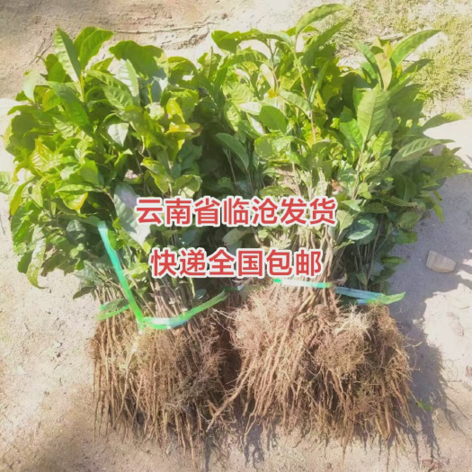 临沧云南普洱茶苗实生苗茶籽培育大叶茶苗冰岛大叶种勐库大叶种茶