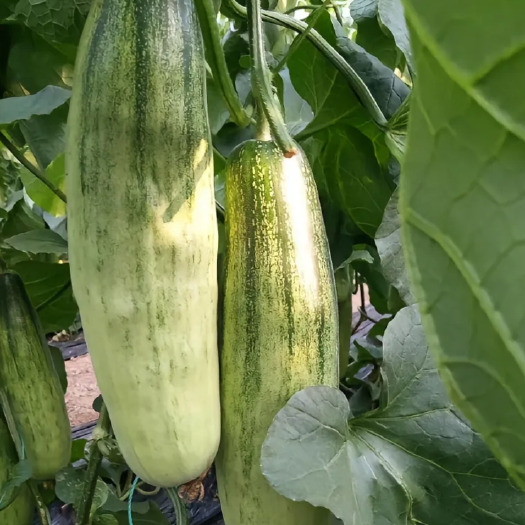 甜瓜，羊角蜜，水分足甜度适中