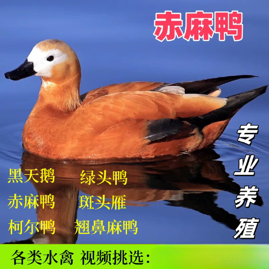 嘉祥县麻鸭翅麻鸭观赏翅麻鸭