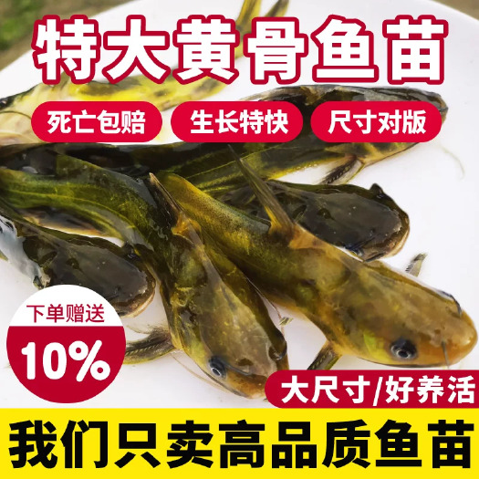 建湖县江苏黄骨鱼苗黄辣丁黄颡昂刺鱼苗淡水养殖食用活鱼冷水观赏小鱼苗