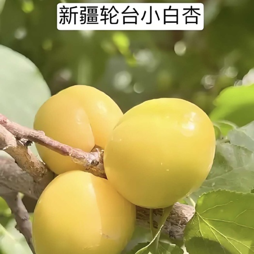 轮台小白杏