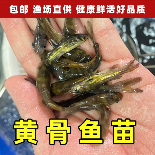 建湖县黄骨鱼苗黄颡鱼苗黄辣丁鱼苗淡水养殖鲜活昂刺鱼食用黄腊丁黄鸭叫