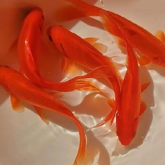 精品草金鱼兰花草金