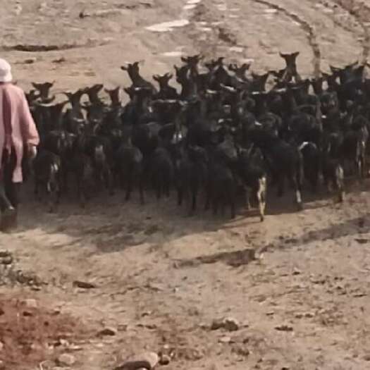 会泽县出售云南本地黑山羊