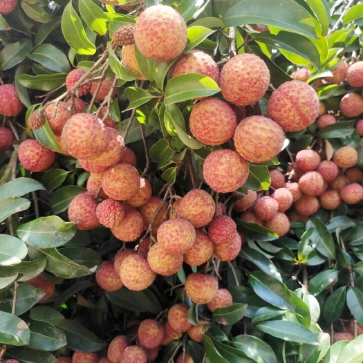 桂平市荔枝