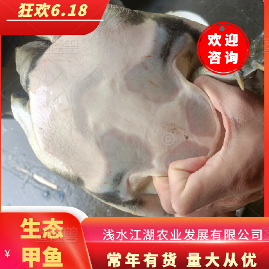 湖北中华苗黑花生态甲鱼精品甲鱼高档甲鱼