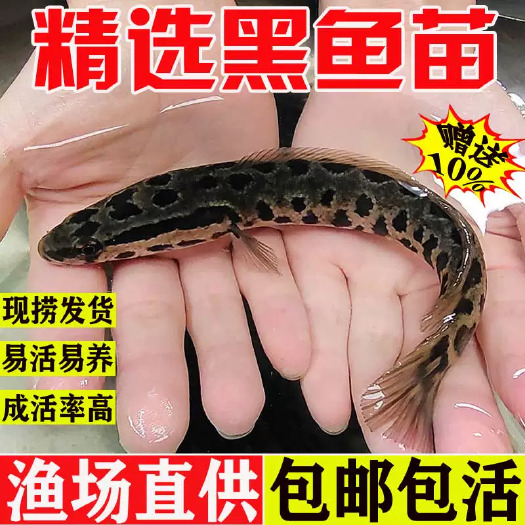 建湖县黑鱼苗食用乌鱼苗淡水养殖生鱼苗财鱼苗观赏鱼好养活杂交乌鳢鱼苗
