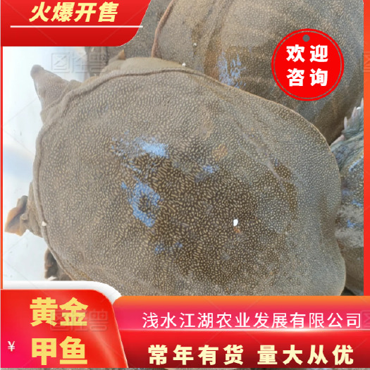武汉黄金甲黄花甲鱼黄甲鱼黄公甲鱼
