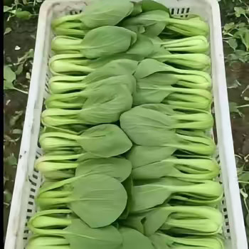南通新鲜采摘南通通州小白菜上海青叶菜类蔬菜