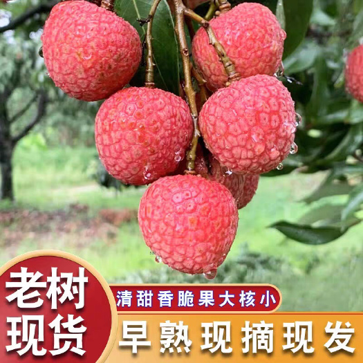 北流市桂味，白糖罂荔枝大量上市了自家果园可代发快递，可发整车
