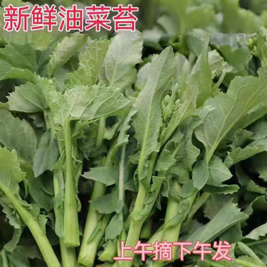 本地油菜，冲菜制作佳品