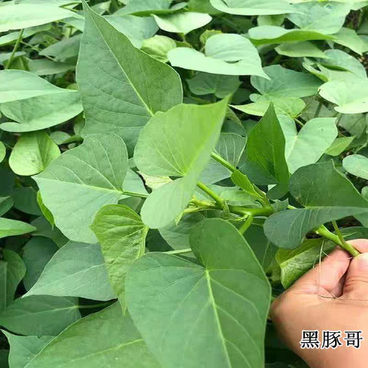 莘县地瓜叶蔬菜新鲜现挖现发农家山芋叶产地直销一手货源红薯叶批发