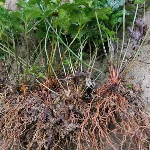 湖北恩施优质黄连种苗基地直供适合种植