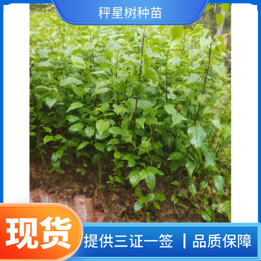 永春县福建永春秤星树苗种子种苗芽苗秤星树苗批发零售药用品种量大从优
