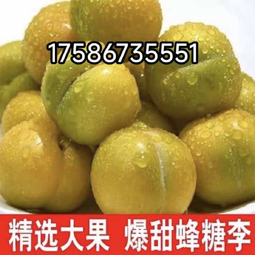 镇宁县贵州镇宁六马蜂糖李果农自销