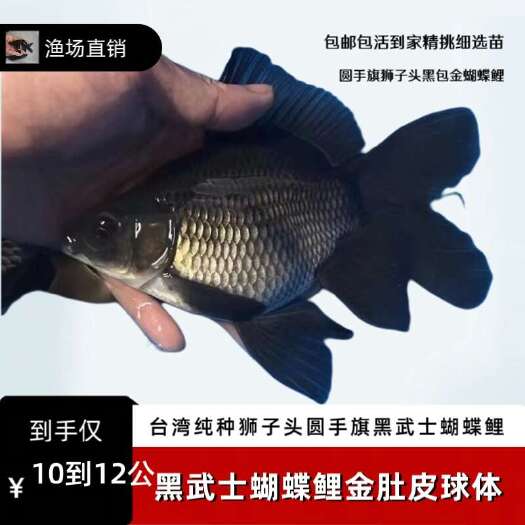 蝴蝶鲤大旗发尾冷水观赏鱼批发10到15公分