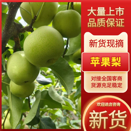城固县苹果梨，个头大，果面光靓，口感脆甜