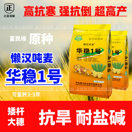 懒汉吨麦高产优质矮秆小麦种子原种抗病抗寒矮杆大穗抗倒抗旱批发