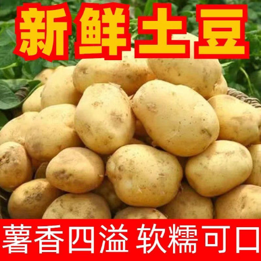 黄皮黄心土豆
