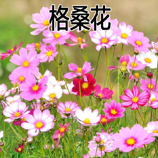 沭阳县耐寒格桑花种籽七彩野花组合花草种子多年生四季开花易种庭院种植