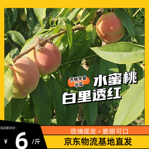 源头桃园基地现摘中桃7号水蜜桃