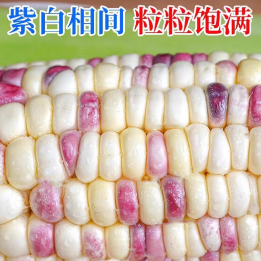 邹平市花糯玉米当季新鲜带皮当天现摘甜糯代餐