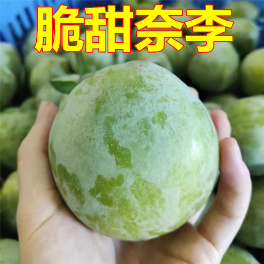 枣阳市奈李热销李子.个头均匀口感纯甜货源充足