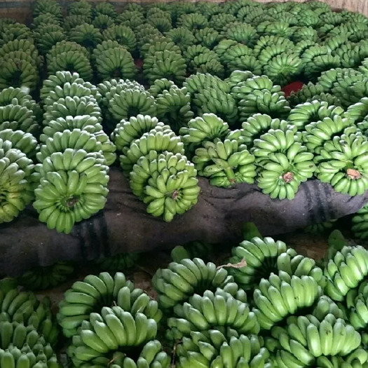 南宁小米蕉小米蕉小米蕉