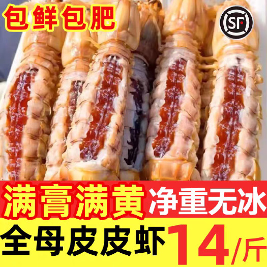 南京全母皮皮虾鲜活冷冻特大带膏带籽虾爬子濑尿虾海虾熟冻海鲜水产
