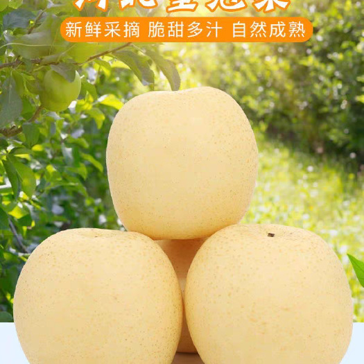 赵县河北赵县新鲜皇冠梨生态果园直发电商微商供货，5斤10斤优选果