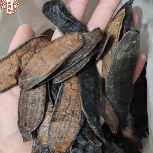 昆明水蛭规格多货品齐有需要的大货详谈一手货源