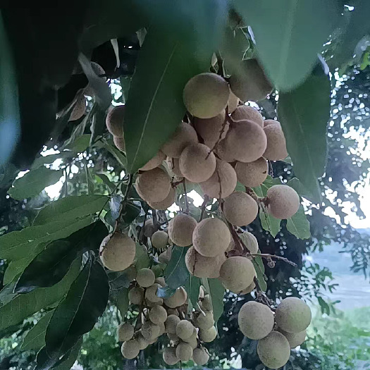 泸州龙眼