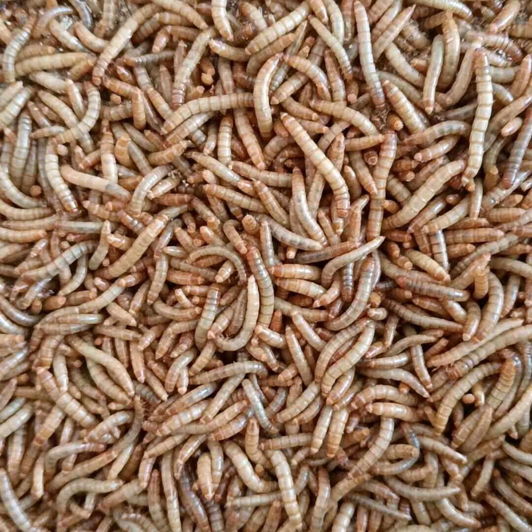 面包虫/黄粉虫活体大小虫/虫沙售卖
