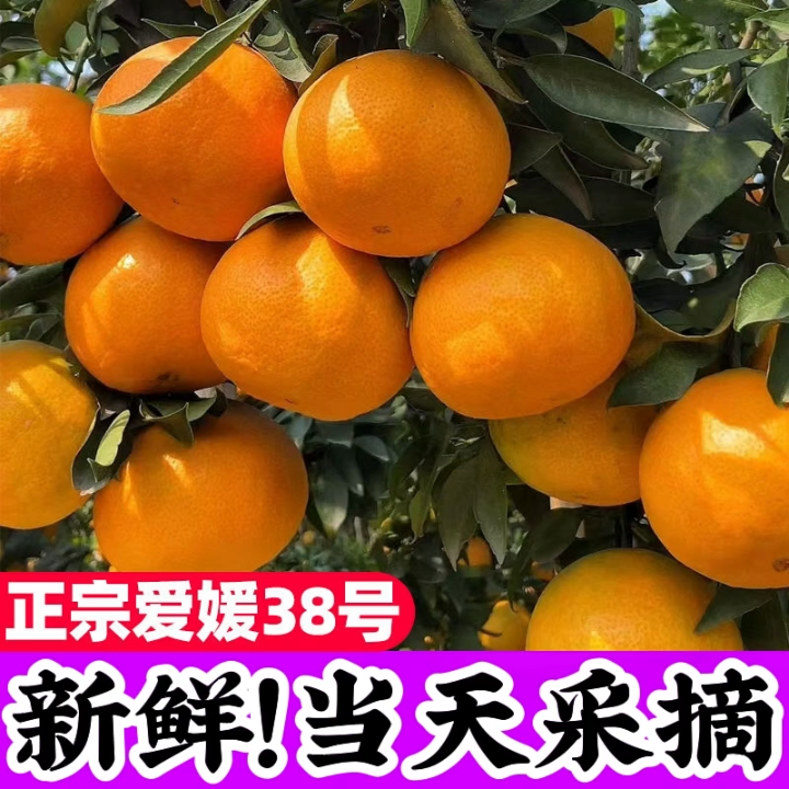 〖现货〗四川爱媛38号果冻橙手剥橙子皮薄多汁柑橘果肉细腻清甜