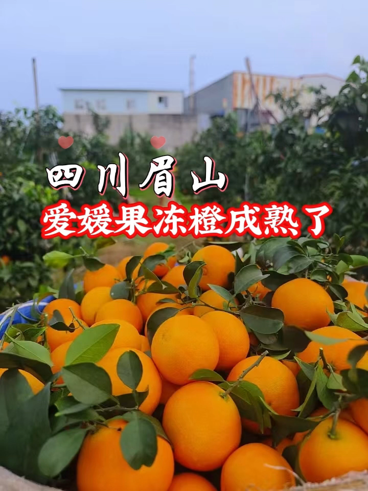 〖现货〗四川爱媛38号果冻橙手剥橙子皮薄多汁柑橘果肉细腻清甜