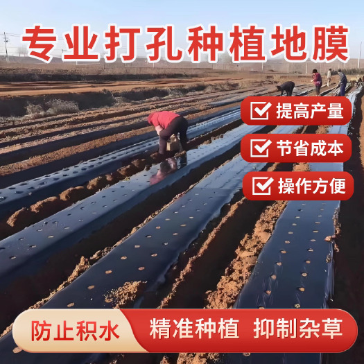 青州市2丝厚打孔黑地膜，定制生产，保温除草抗老化