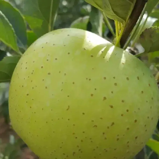 王林 雀斑王林 青森 苹果