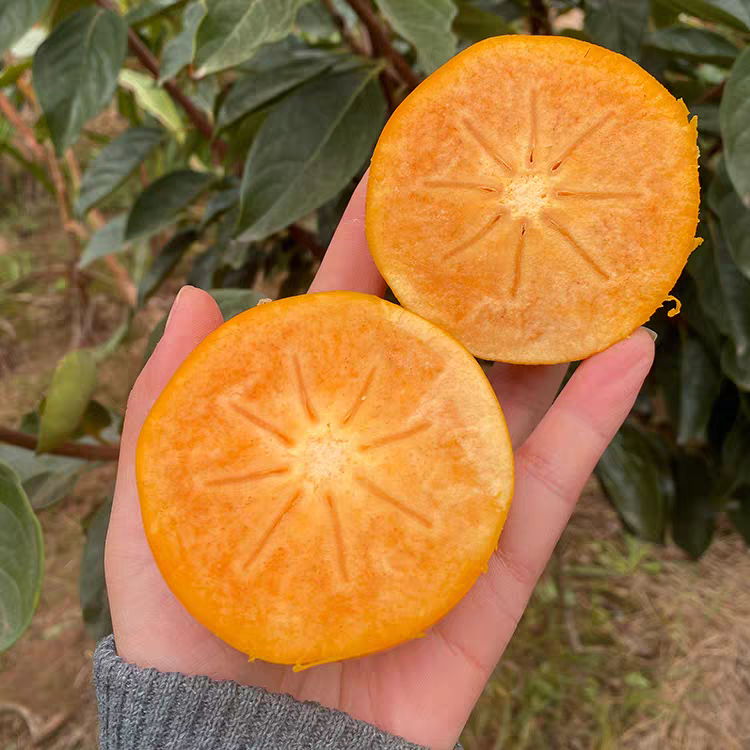 陕西黄土高原脆甜洋丰柿子