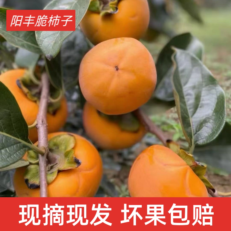 陕西黄土高原脆甜洋丰柿子