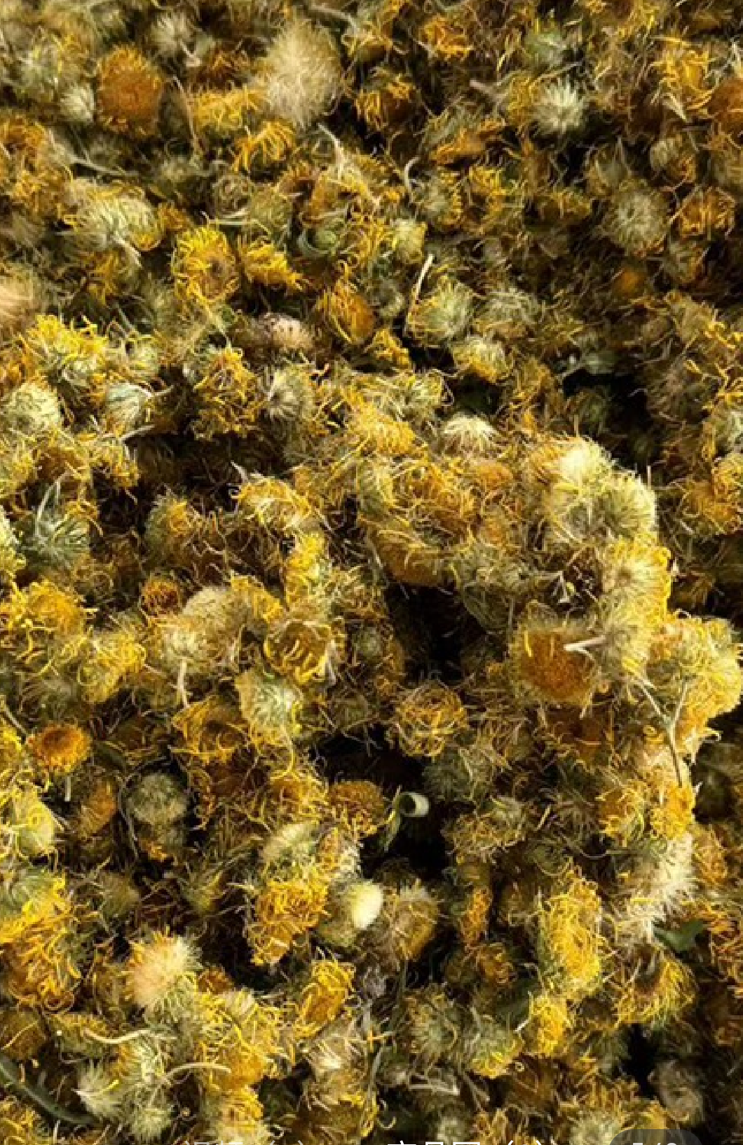 旋覆花 中药材花类优质货源