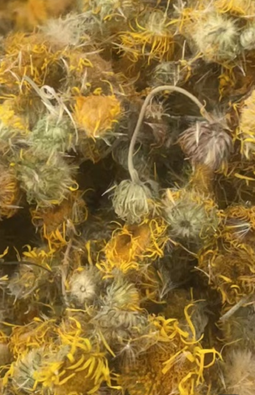 旋覆花 中药材花类优质货源