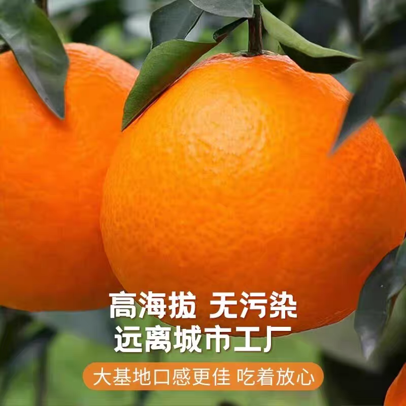 四川蒲江爱媛38果冻橙 新鲜柑橘类水果产地直发