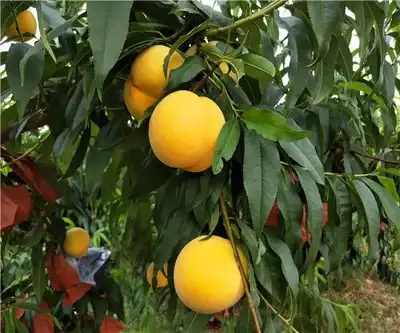 砀山县黄金蜜4号桃苗9月上旬成熟