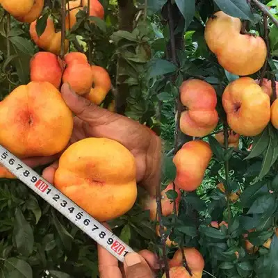 砀山县油蟠桃9号桃树苗