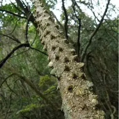 飞龙掌血，见血飞，黄肉树，牛麻筋，贵州品种，现采现卖，