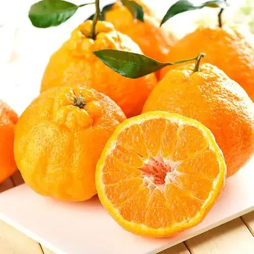 不知火也叫丑橘大量上市中，欢迎全国各地的采购商直接对接